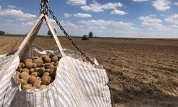 Nevşehir’de patates tohumları ekilmeye başlandı