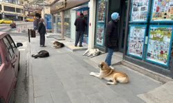 Vatandaşlar Çözüm Bekliyor: Ürgüp'te Başıboş Köpek Sorunu Büyüyor