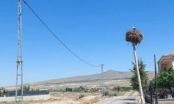 Gülşehir’de leylekler için elektrik direği telleri kesildi
