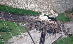 Nevşehir Akpınar'da Leylekler Kuluçkaya Yattı, Yavrular Yolda