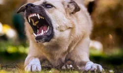 Korkulan oldu ve Ürgüp'te sokak köpeği turiste saldırdı!