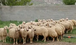 Nevşehir'de küçükbaş kurbanlıkta güvenilir adres: Akşahin Besicilik