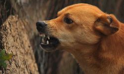 Ürgüp'te yine köpek saldırısı: Amerikalı turist yaralandı