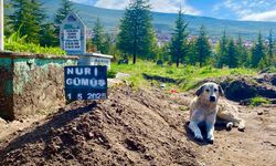 Nevşehir'de köpeğin vefası yürekleri dağladı