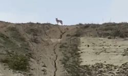 Nevşehir'de kurt sürüsü görüldü