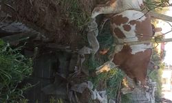Nevşehir'de foseptik çukuruna düşen inek kurtarıldı