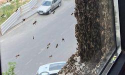 Nevşehir'de binlerce arı apartman dairesini bastı!
