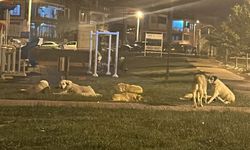 Başıboş sokak köpekleri Ürgüp'te çocuk parkını işgal etti