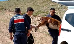Nevşehir'de kaybolan 2 buzağı jandarma tarafından bulundu