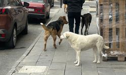 Ürgüp'te mahalleler, sokaklar, her yer köpek dolu...