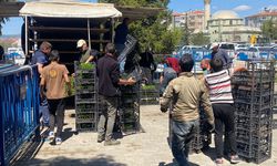 Bölgenin sebze fidesi ihtiyacını Nevşehir karşılıyor