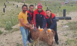 Nevşehir AFAD'dan keçi kurtarma operasyonu