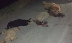 Nevşehir'de Hafif Ticari Araç Sürüye Çarptı, 15 Koyun Telef Oldu