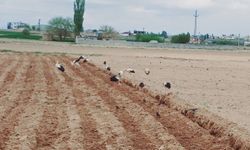 Göç yolundaki leylekler Nevşehir'de tarlaya indi
