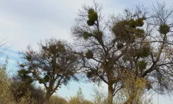 Nevşehir'in ökse otu ile başı dertte
