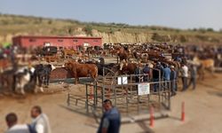 Nevşehir hayvan pazarlarında arife günü yoğunluğu