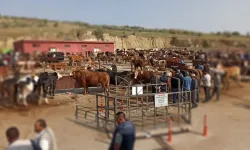 Nevşehir Hayvan Pazarı geçici olarak kapatıldı!