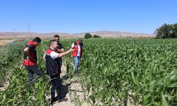 Nevşehir'de Yerli Silajlık Mısır Alanı Kontrol Edildi