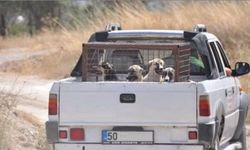 Nevşehir'de başıboş köpekler toplanıyor!