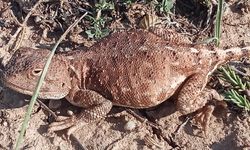 Dünyada nesli tükenmekte olan o canlı Nevşehir'de görüldü!