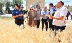 Derinkuyulu çiftçilerin ilk hasat heyecanına ortak oldu