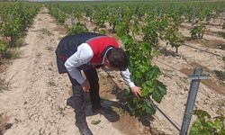 Nevşehir’de Üzüm Bağları İnceleme Altında