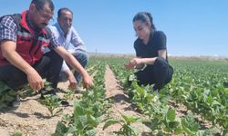 Nevşehir'de Fasulye Tarlalarına Yakın Takip