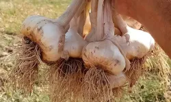 Nevşehir'in Topaç Köyü'nde Sarımsak Hasadı Başladı