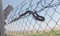 Nevşehir'de her an karşınıza bir yılan çıkabilir ...