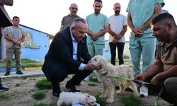 Nevşehir, Sokak Hayvanları Sorununu Tamamen Bitiriyor