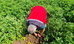 Nevşehir’de Yerel Patates Çeşitleri Tarla Kontrolleri Yapıldı