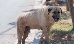 Gülşehir’de sahipsiz sokak köpekleri toplanıyor