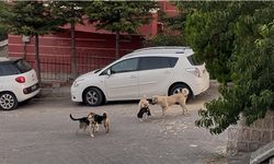 Nevşehir’de Kedi Köpeklerin Saldırısında Öldü