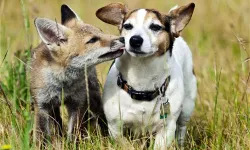 Nevşehir’de Tilki ile Köpeğin Sıra Dışı Oyunu Gülümsetti