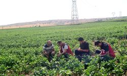 Nevşehir’de Fasulye Tarlalarında Denetim