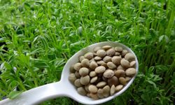 Nevşehir’de Yeşil Mercimek Tarlalarında Kontroller Yapıldı