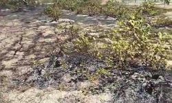 Nevşehir'de çıkan yangında üzüm bağları zarar gördü