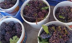 Nevşehir’de Bağ Bozumu ve Pekmez Kaynatma Sezonu Bu Yıl Erken Başladı