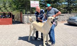 Nevşehir Köylerinde Sahipli Köpeklere Kimliklendirme Çalışması