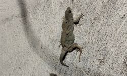 Nevşehir’de Kertenkele Ailesinden Gülümseten Görüntüler