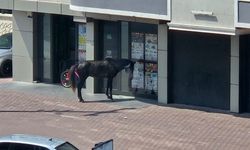 Nevşehir’de Markete Girmeye Çalışan At Görenleri Şaşırttı