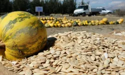 Nevşehir’de Çerezlik Kabak Çekirdeği Hasadı Başladı!