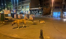 Sokak köpekleri Ürgüp’te hayatı tehdit ediyor