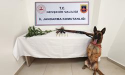 Nevşehir'de Silah ve Kenevir Operasyonu