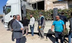 Avanos Rengarenk Güllerle Güzelleşiyor