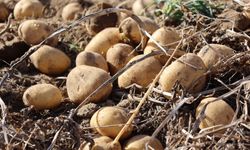 Nevşehir’de 24 Yıl Sonra Hastalıksız Patates Hasadı