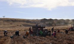 Patates Siğili Güvenlik Kuşağında Hasat Gerçekleştirildi