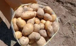Patates'te Türkiye lideri Nevşehir 7. Sıraya Geriledi