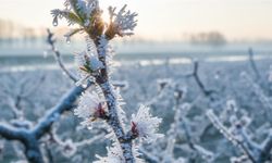 Nevşehir'de üreticilerin Zirai Don desteği hesaplara yatıyor