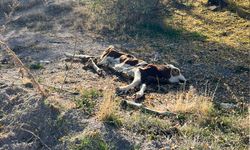 Nevşehir'de ölü büyükbaş hayvanları yol kenarına attılar
